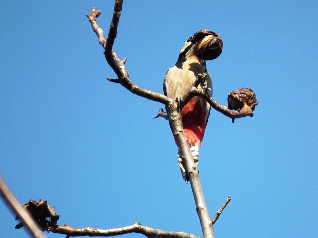 ďateľ veľký Dendrocopos major