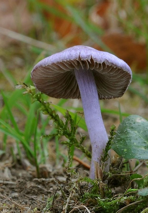 vláknica hlinovolupeňová Inocybe geophylla P. Kumm.