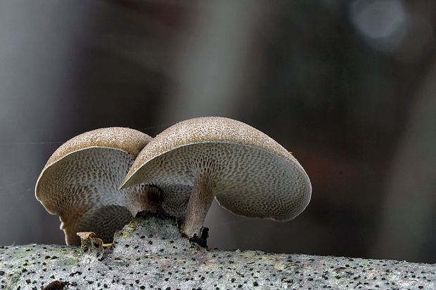 trúdnik plástovitý Lentinus arcularius (Batsch) Zmitr.