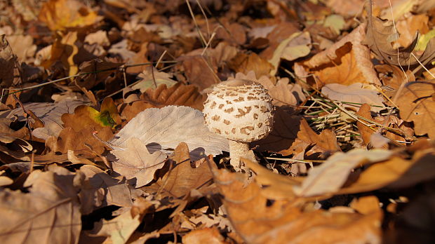 bedľa vysoká Macrolepiota procera (Scop.) Singer