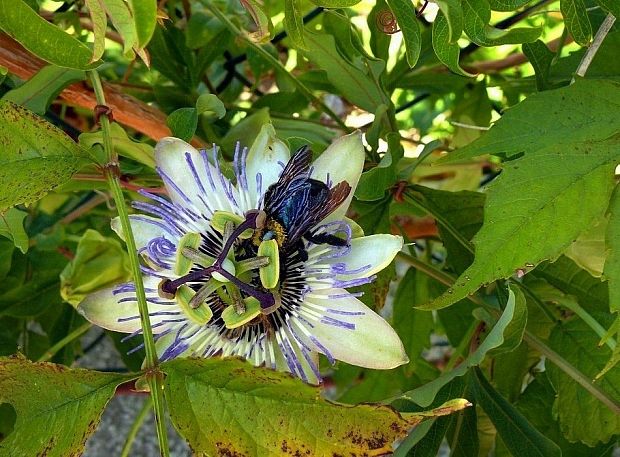 mučenka belasá Passiflora caerulea