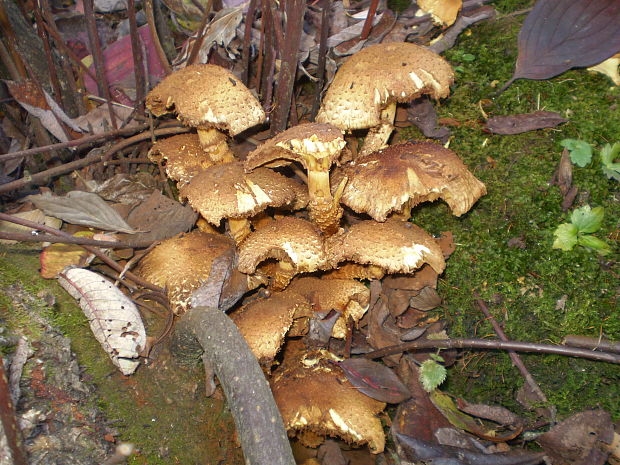 šupinovka Pholiota spumosa  (Fr.) Singer