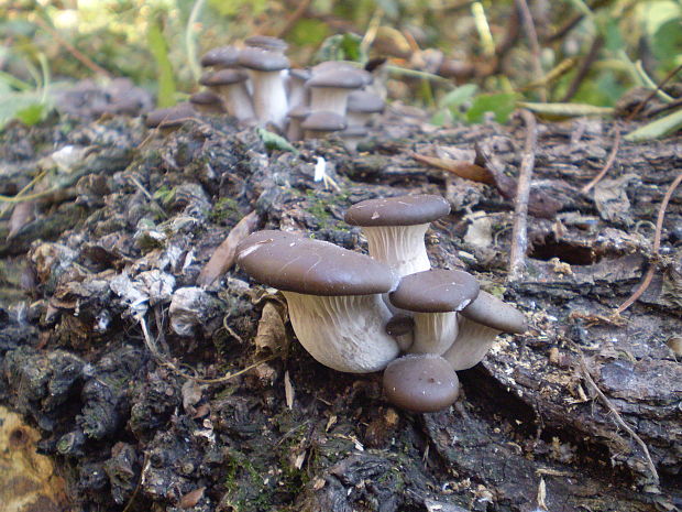 hliva ustricovitá modrastá Pleurotus columbinus Quél.