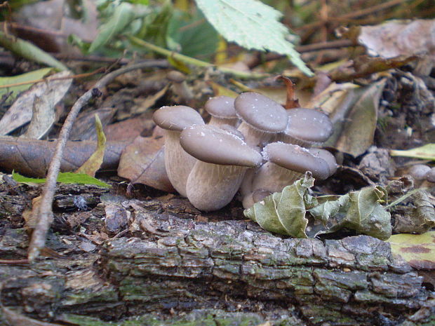 hliva ustricovitá modrastá Pleurotus columbinus Quél.