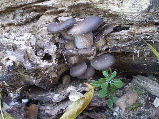 hliva ustricovitá Pleurotus ostreatus (Jacq.) P. Kumm.