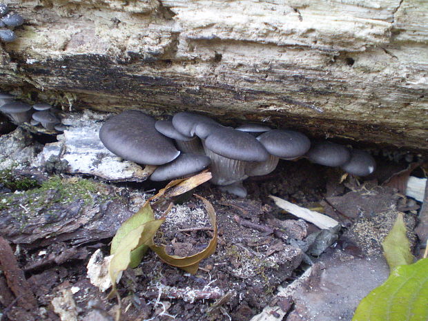 hliva ustricovitá Pleurotus ostreatus (Jacq.) P. Kumm.