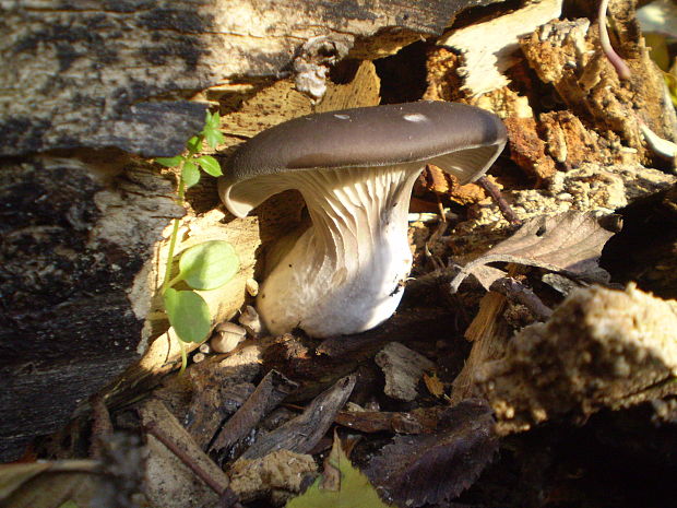 hliva ustricovitá Pleurotus ostreatus (Jacq.) P. Kumm.