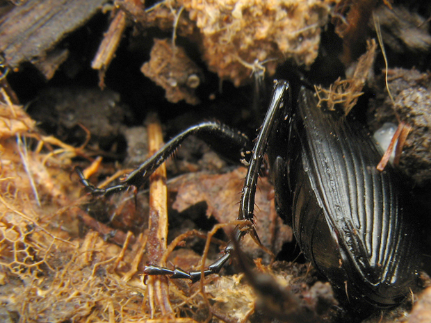 utekáčik ? Pterostichus sp. ?