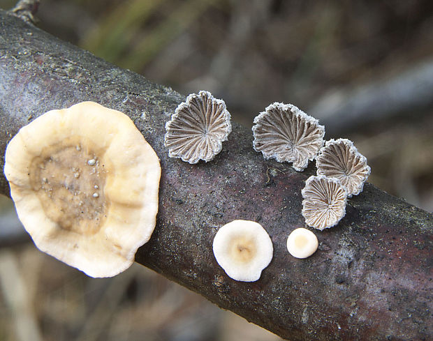 klanolupeňovka obyčajná Schizophyllum commune Fr.