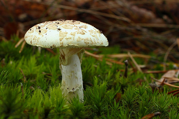 muchotrávka citrónovožltá Amanita citrina Pers.