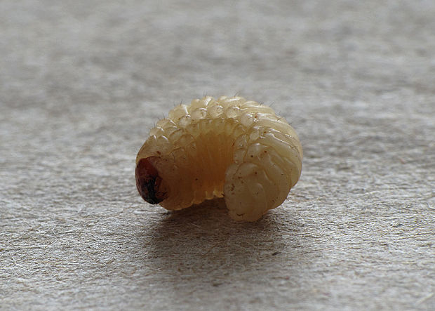 nosáčik Curculio elepha