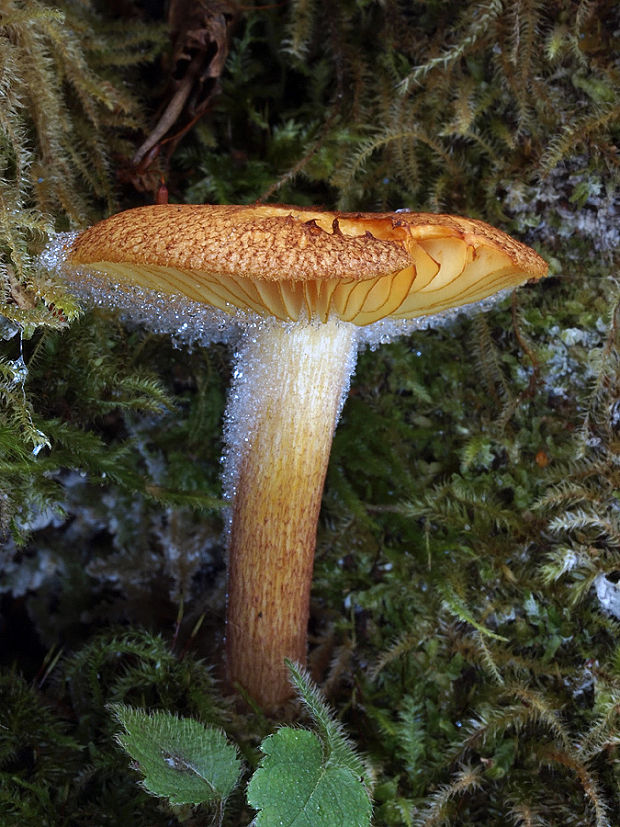 čírovec červenožltý Tricholomopsis rutilans (Schaeff.) Singer