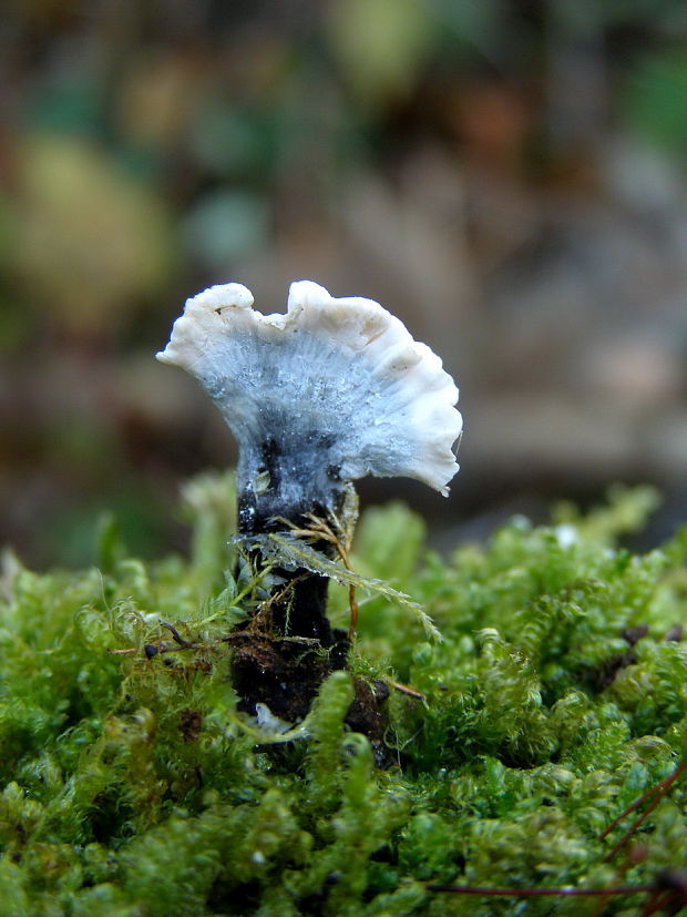 drevnatec parohatý Xylaria hypoxylon (L.) Grev.