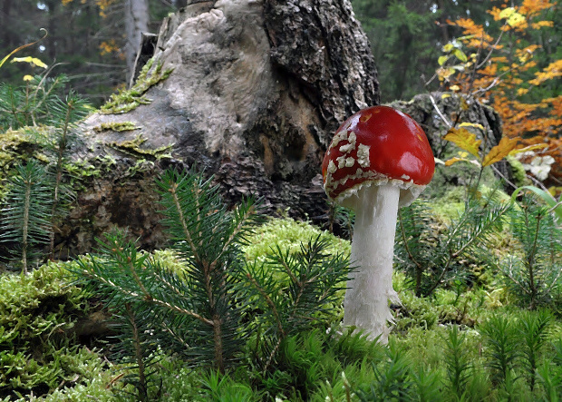 muchotrávka červená Amanita muscaria (L.) Lam.