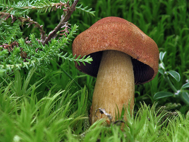 pavučinovec plyšový Cortinarius orellanus?