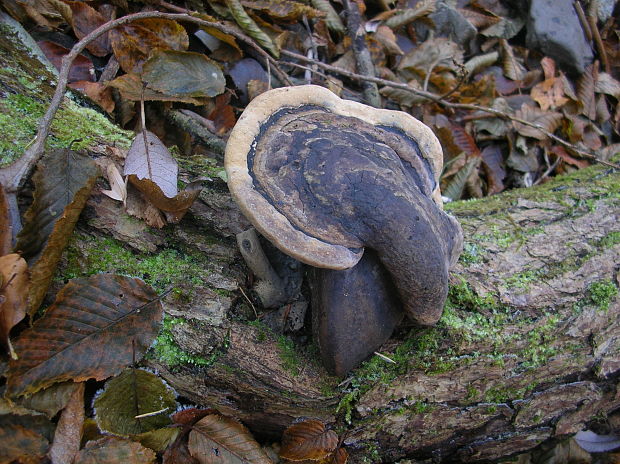 práchnovec kopytovitý Fomes fomentarius (L.) J.J. Kickx