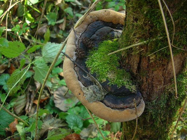 práchnovec kopytovitý Fomes fomentarius (L.) J.J. Kickx