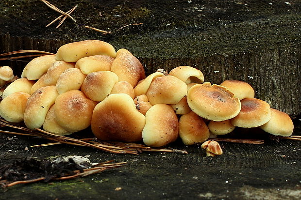 strapcovka Hypholoma sp.