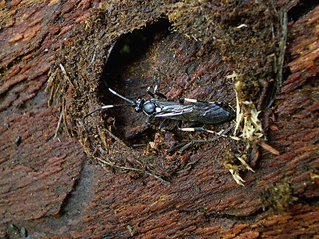 lumek Ichneumon stramentor