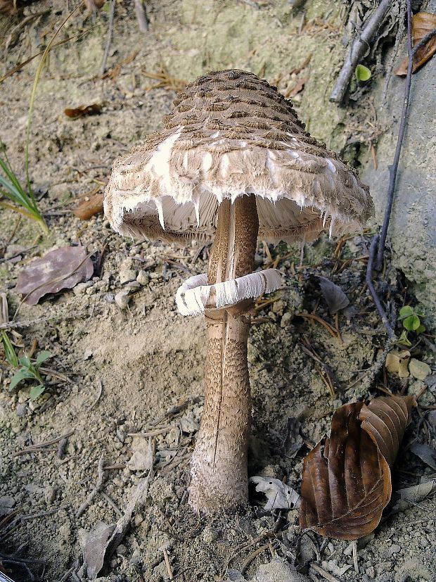 bedľa vysoká Macrolepiota procera (Scop.) Singer