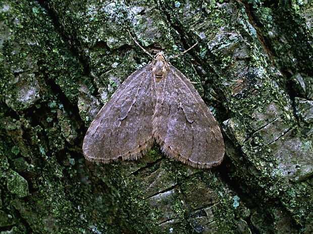 jesenica buková Operophtera fagata Scharfenberg, 1805