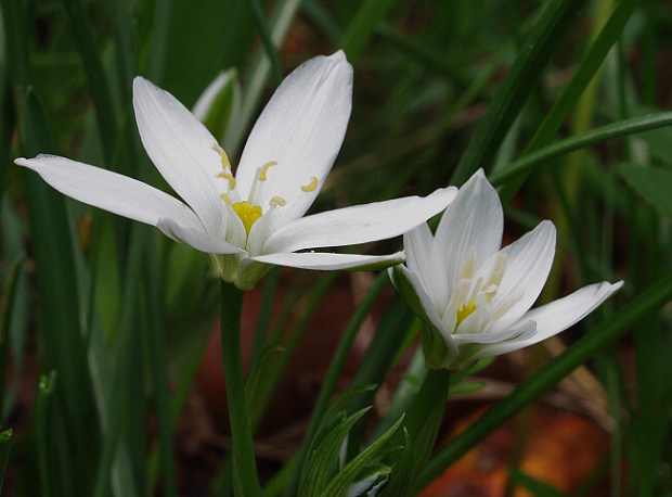 bledavka okolíkatá Ornithogalum umbellatum L