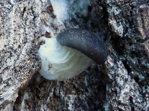 hliva ustricovitá Pleurotus ostreatus (Jacq.) P. Kumm.