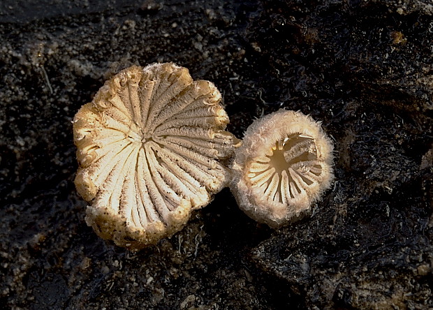 klanolupeňovka obyčajná Schizophyllum commune Fr.