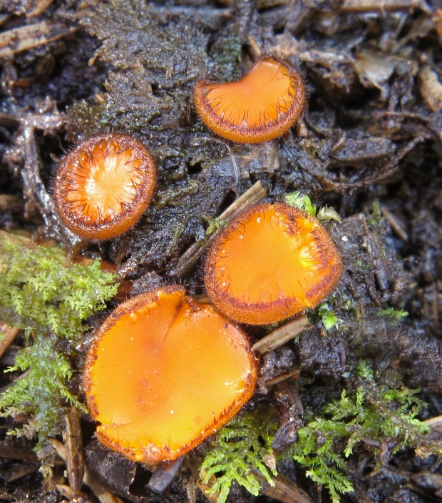 štítovnička Scutellinia sp.