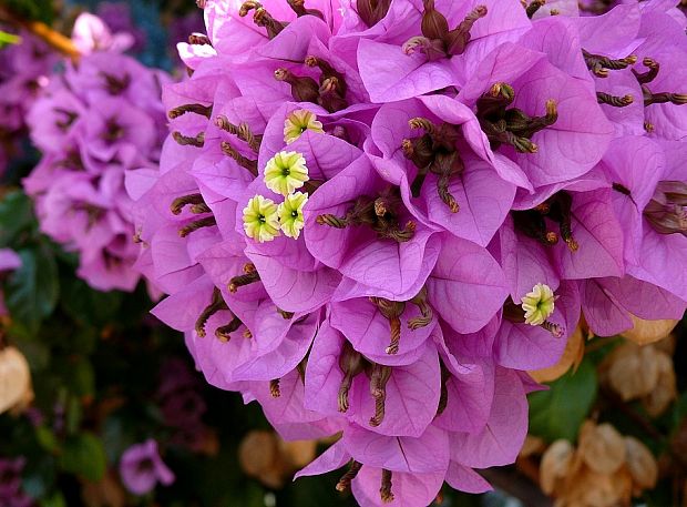 bugénvilea skvostná Bougainvillea spectabilis Willd.