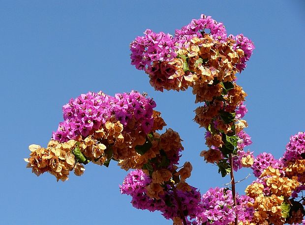 bugénvilea skvostná Bougainvillea spectabilis Willd.