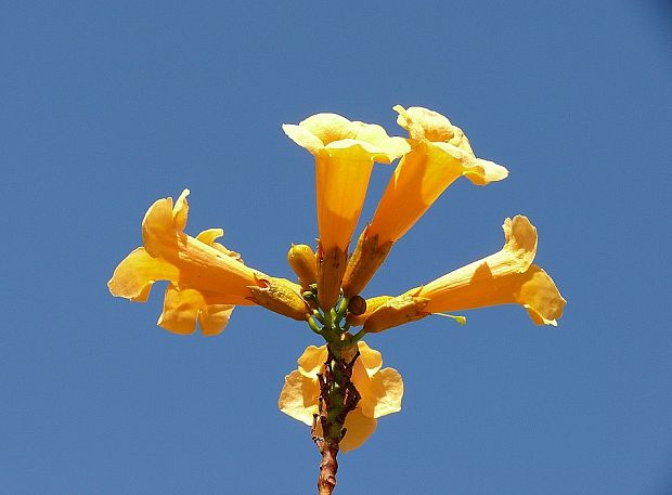 trúbkovec koreňujúci Campsis radicans (L.) Seem.