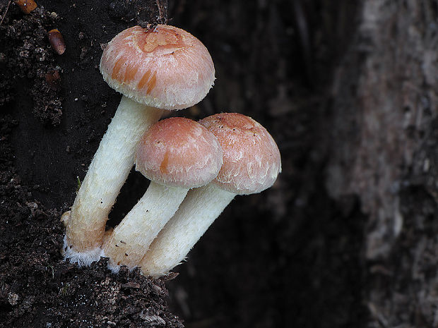 strapcovka Hypholoma sp.