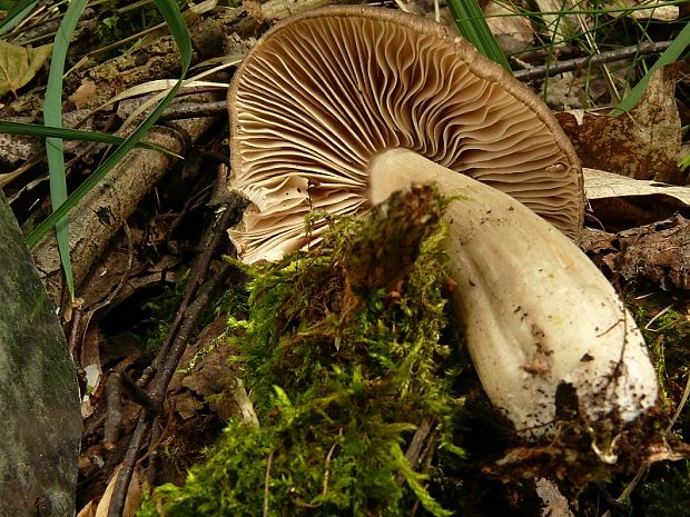 penízovka širokolupenná - Povraznica širokolupeňová Megacollybia platyphylla ( Pers.) Kotl. & Pouzar 1972