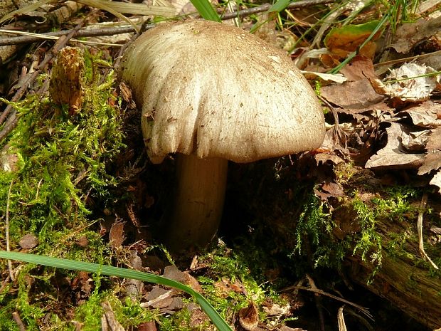 penízovka širokolupenná - Povraznica širokolupeňová Megacollybia platyphylla (Pers.) Kotl. & Pouzar 1972