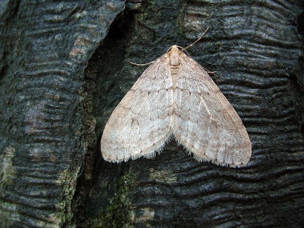 jesenica buková Operophtera fagata