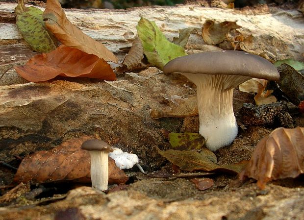 hliva Pleurotus sp.