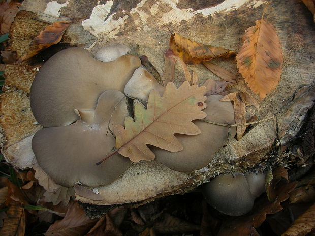 hliva Pleurotus sp.