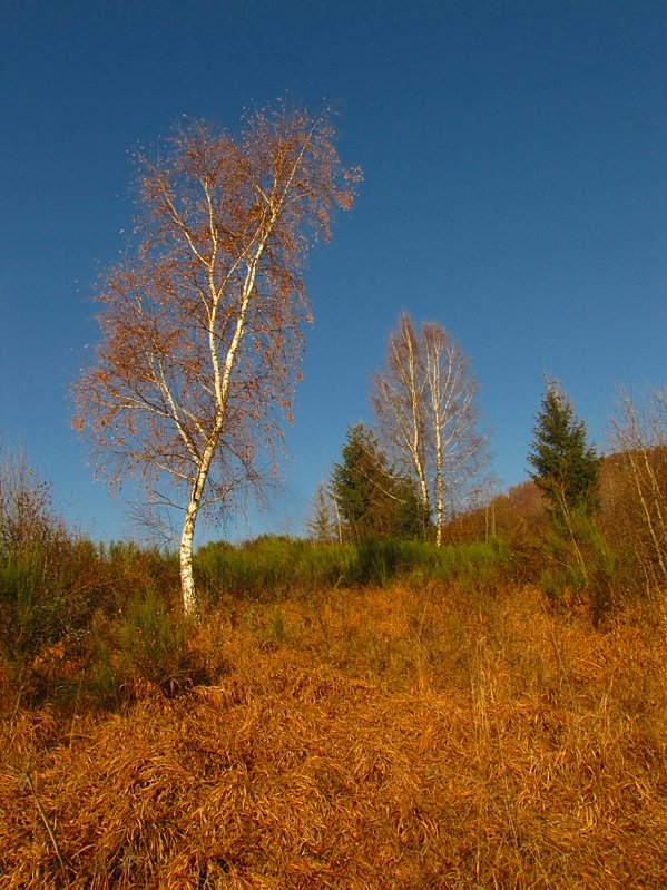 Brezy nad Breznom