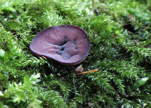 vrtidlovka Ascocoryne sp.