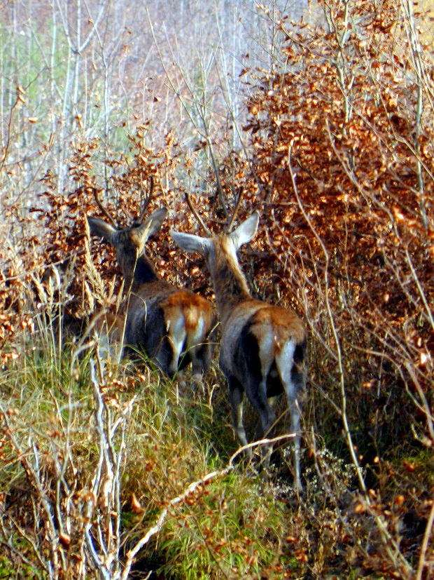 jeleň lesný Cervus elaphus