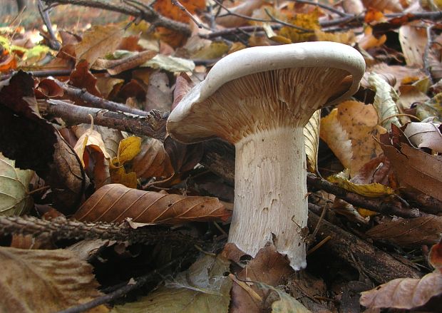 strmuľka inovaťová Clitocybe nebularis (Batsch) P. Kumm.