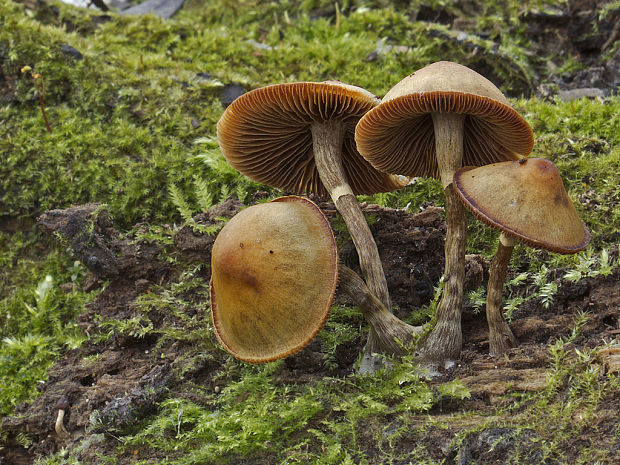 kapucňovka okrovohnedastá Galerina marginata (Batsch) Kühner