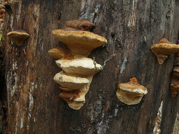 trámovka anízová Gloeophyllum odoratum (Wulfen) Imazeki