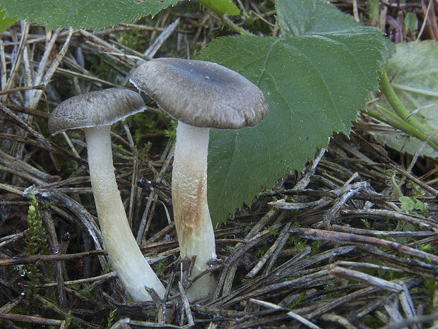 šťavnačka mrazová Hygrophorus hypothejus (Fr.) Fr.