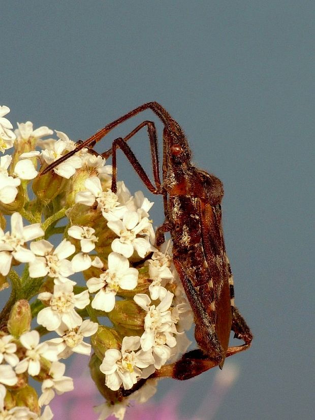 obrubnica americká Leptoglossus occidentalis Heidemann, 1910