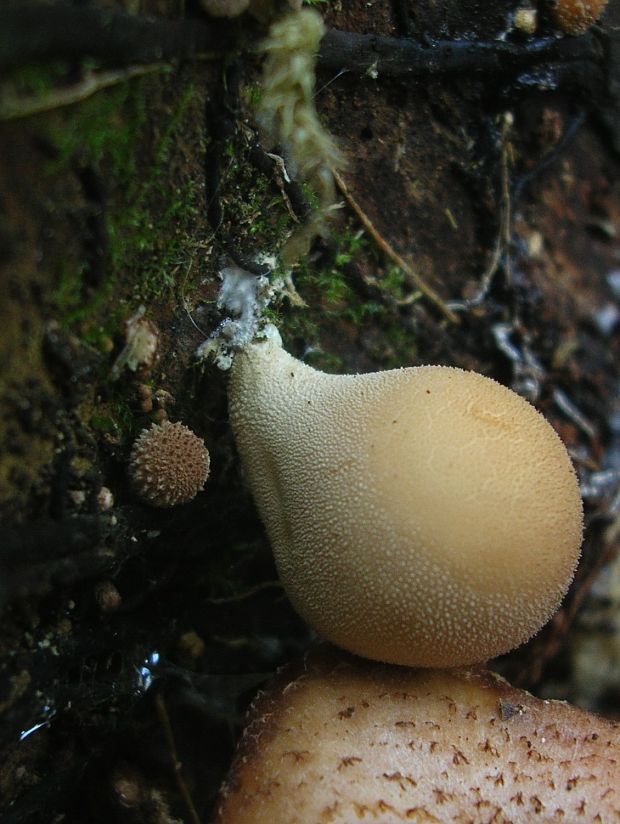 prášnica hruškovitá Lycoperdon pyriforme Schaeff.