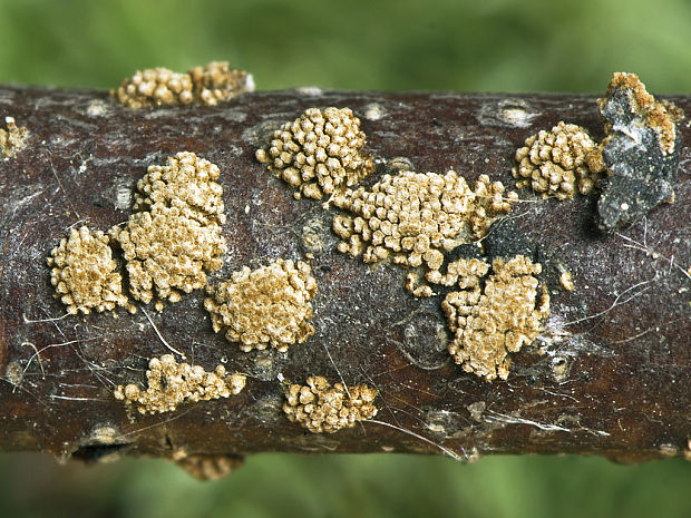 padrobnica zvláštna Merismodes anomala (Pers.) Singer