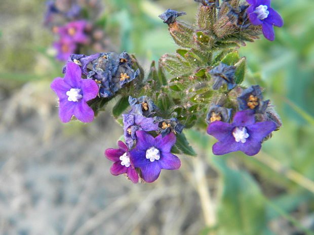 smohla lekárska Anchusa officinalis L.