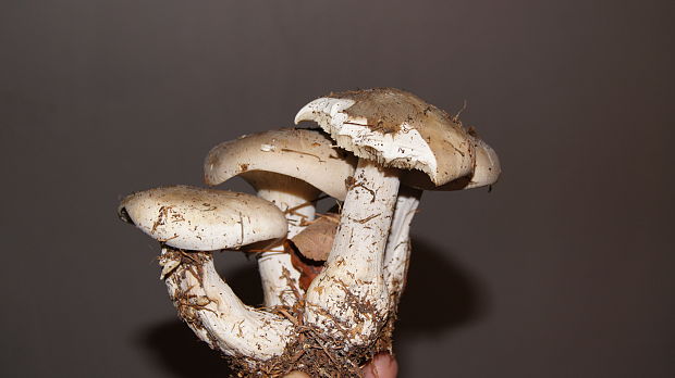 strmuľka inovaťová Clitocybe nebularis (Batsch) P. Kumm.